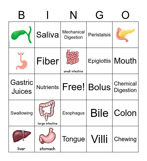 Digestive System Bingo Card