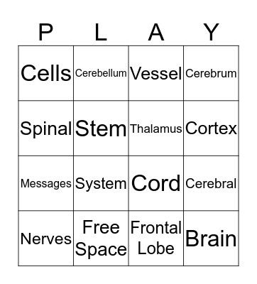 - Nervous System - Bingo Card