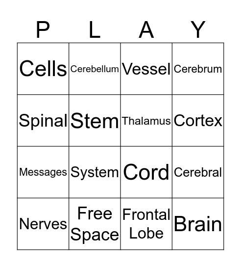 - Nervous System - Bingo Card