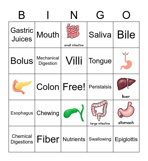 Digestive System 2 Bingo Card