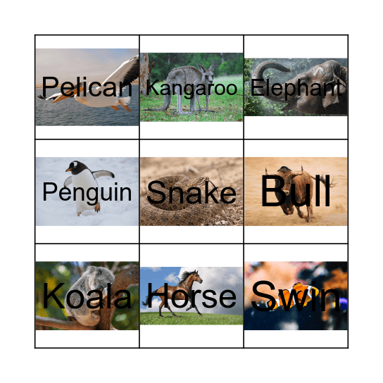 Animal Movements! Bingo Card