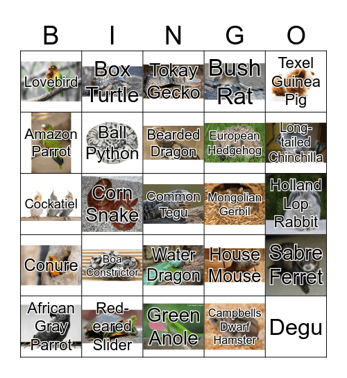 Exotic Breeds Bingo Card