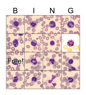 WHITE BLOOD CELLS Bingo Card