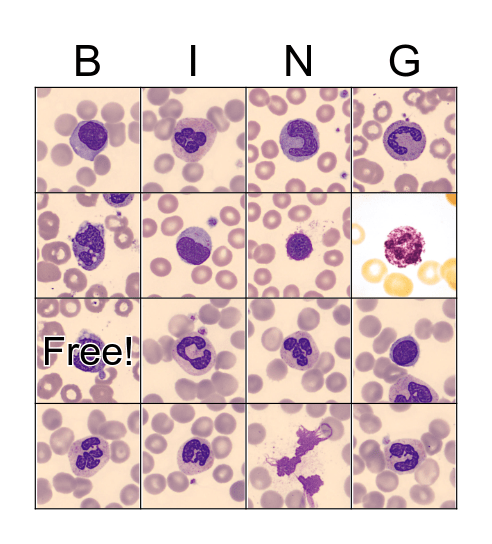 WHITE BLOOD CELLS Bingo Card