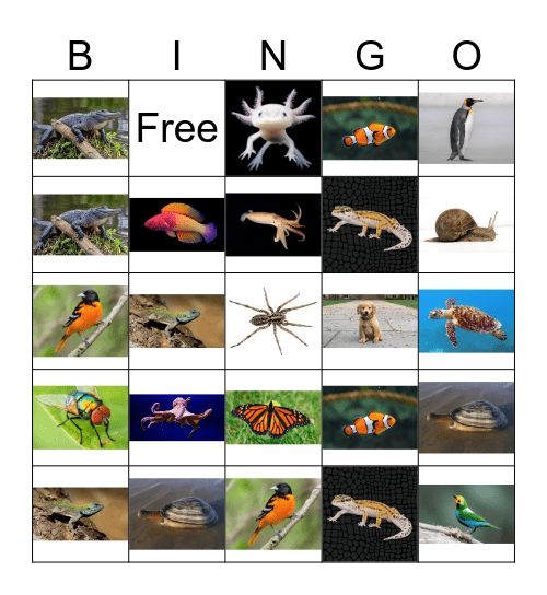 Vertebrate and Invertebrate Bingo Card