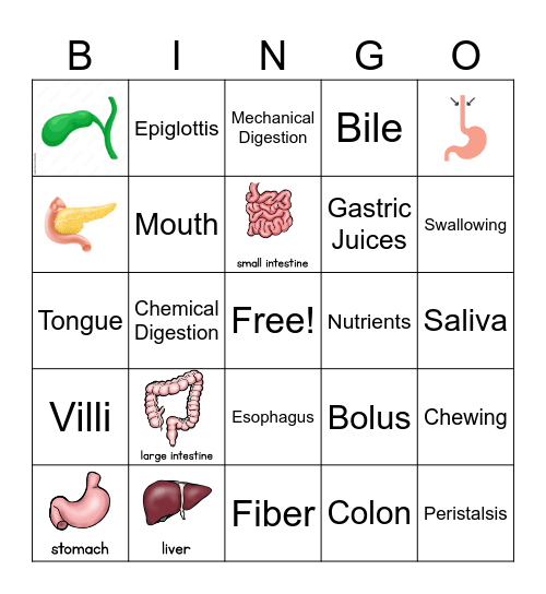 Digestion Bingo 3 Bingo Card