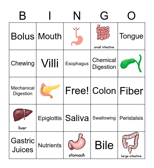 Digestion Bingo 4 Bingo Card