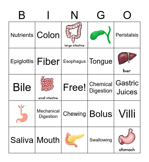 Digestion Bingo Card