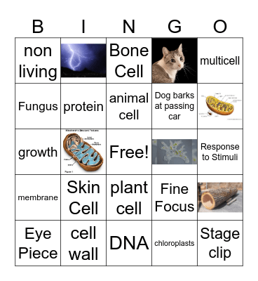 Cells Bingo Card