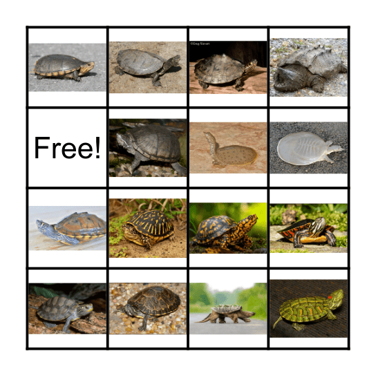 Turtle BINGO Card