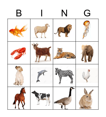 Animals Bingo Card