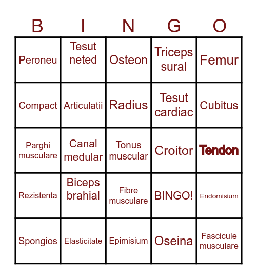 Sistemul locomotor Bingo Card