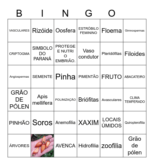 REINO PLANTAE Bingo Card