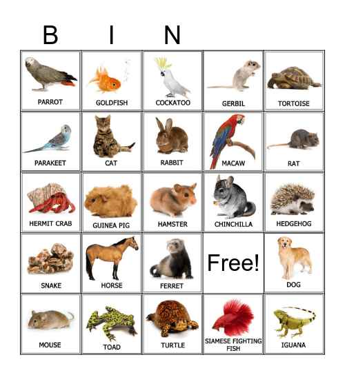 Pets Bingo Card