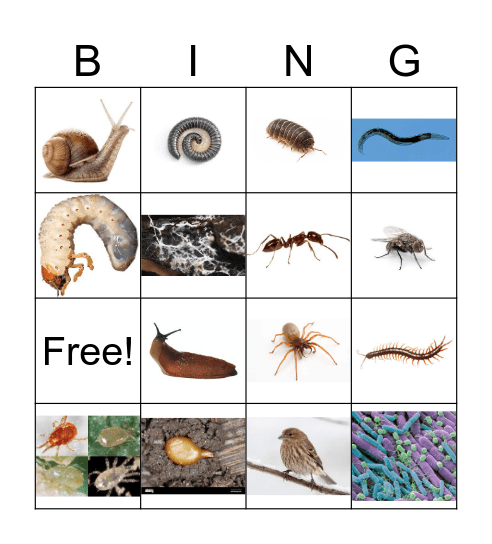 Soil Organisms Bingo Card