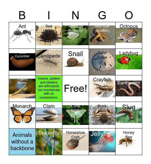 INVERTEBRATE BINGO Card