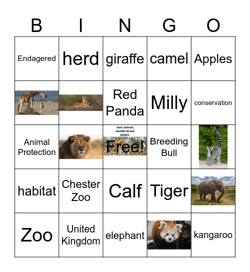 Chester Zoo Bingo Card