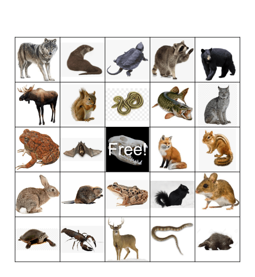 Northern Ontario Animals Bingo Card