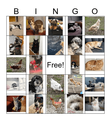 Exact Market Pets Bingo Card