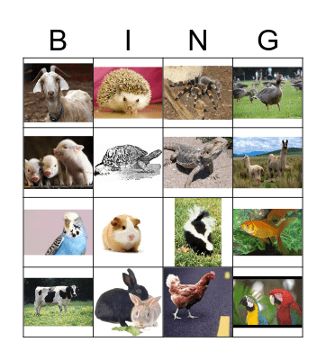 pets Bingo Card