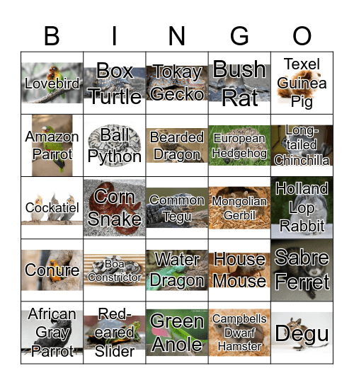 Exotic Breeds Bingo Card