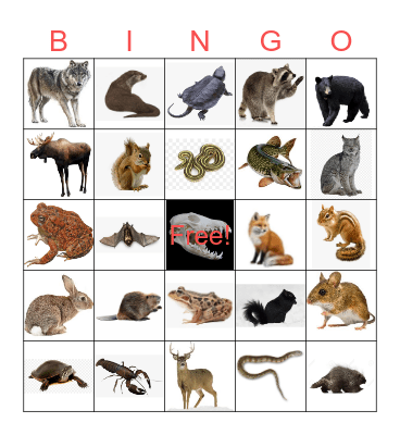 Northern Ontario Animals Bingo Card