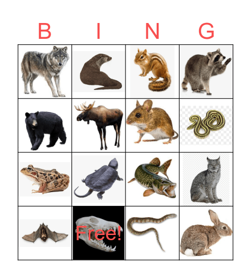 Northern Ontario Animals Bingo Card