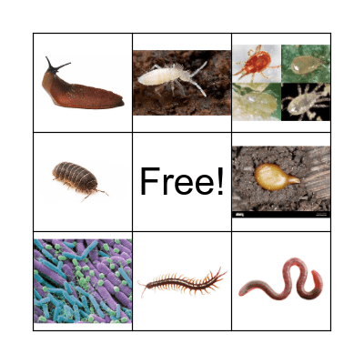 Soil Food Web Bingo Card