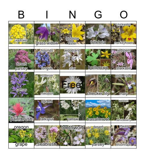 Wildflower Bingo Card