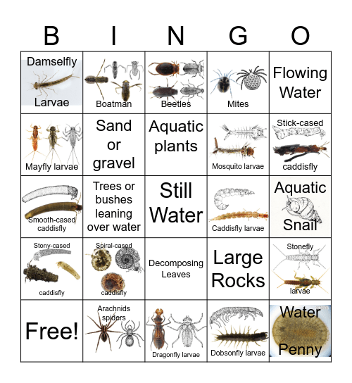 Macroinvertebrate Bingo 2 Bingo Card