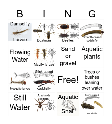 Macroinvertebrate Bingo 3 Bingo Card