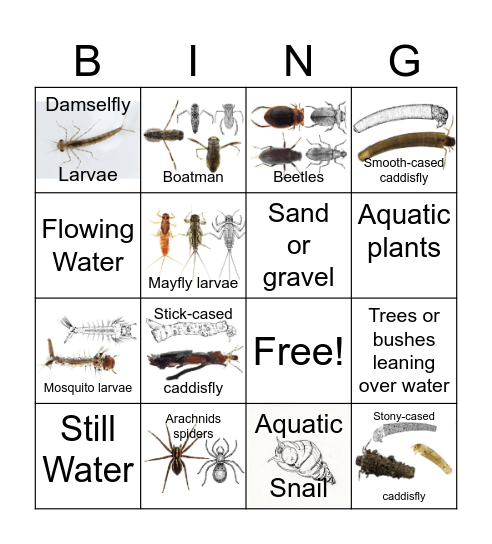 Macroinvertebrate Bingo 3 Bingo Card