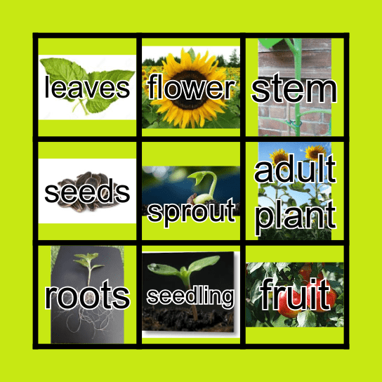 Plant life cycle Bingo Card