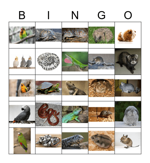Exotic Breeds Bingo Card