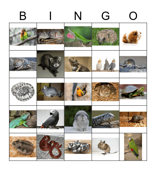 Exotic Breeds Bingo Card