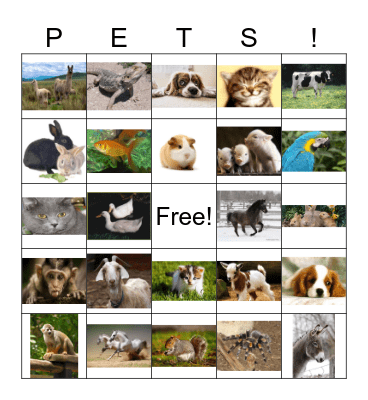 pets Bingo Card