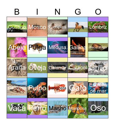 Bingo Animal Bingo Card