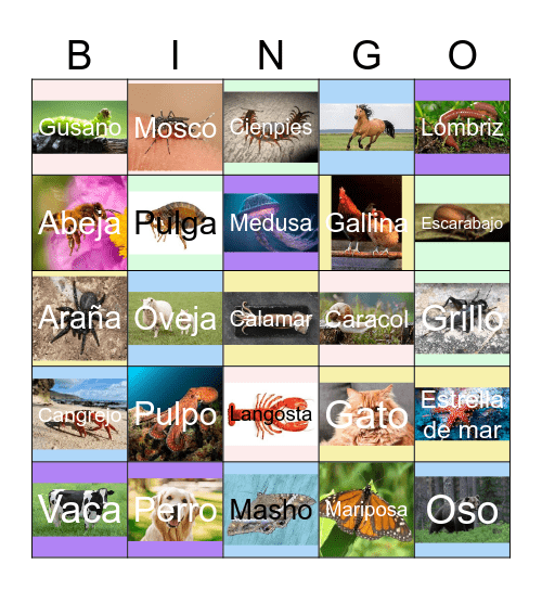 Bingo Animal Bingo Card