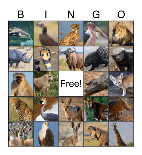 National Geographic Bingo Card