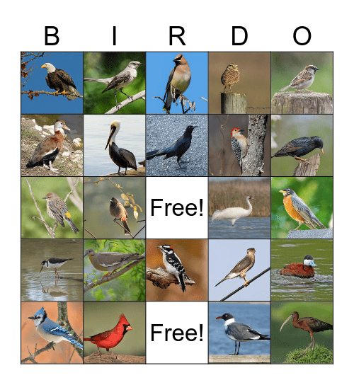 World Migratory Bird Day Bingo Card