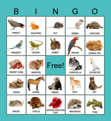 Pets Bingo Card