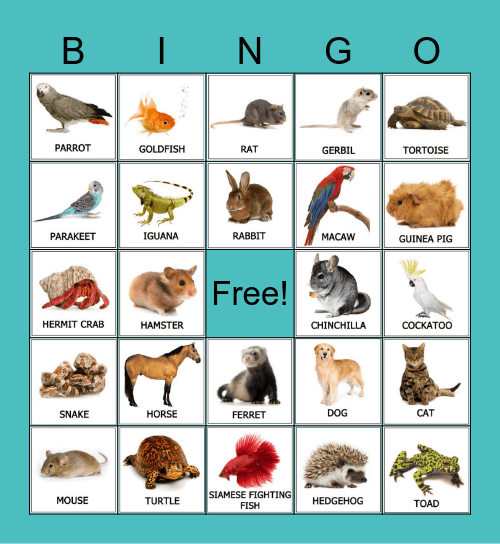 Pets Bingo Card