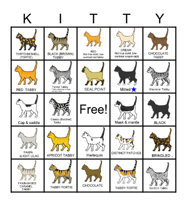 Cat Color and Pattern Bingo! Bingo Card