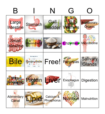 Digestive System Bingo Card