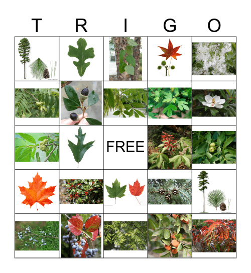 Tree ID Bingo Card