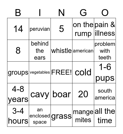 Guinea Pigs Bingo Card