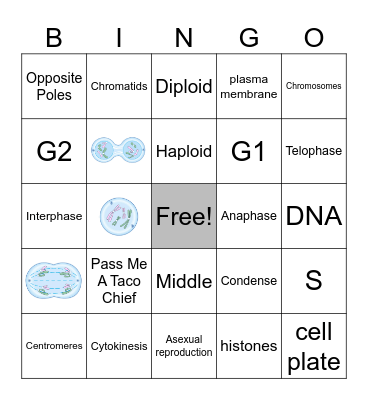 Mitosis Bingo Card