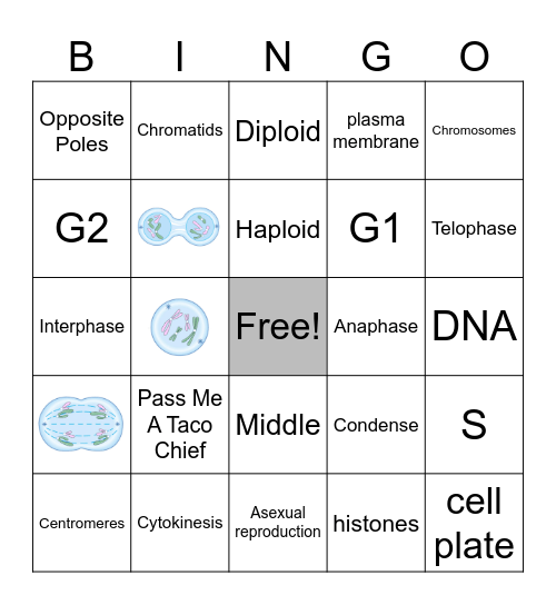 Mitosis Bingo Card