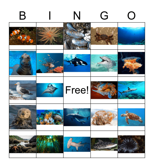 Marine Ecosystems Bingo Card