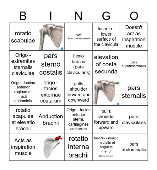 Muscles of the thorax Bingo Card